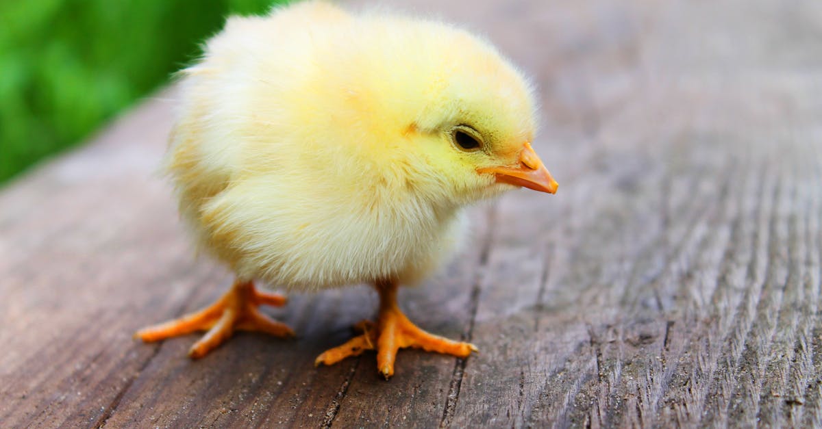 entdecken sie die festliche welt von ostern: traditionen, bräuche und die besten tipps für ein unvergessliches fest mit familie und freunden.