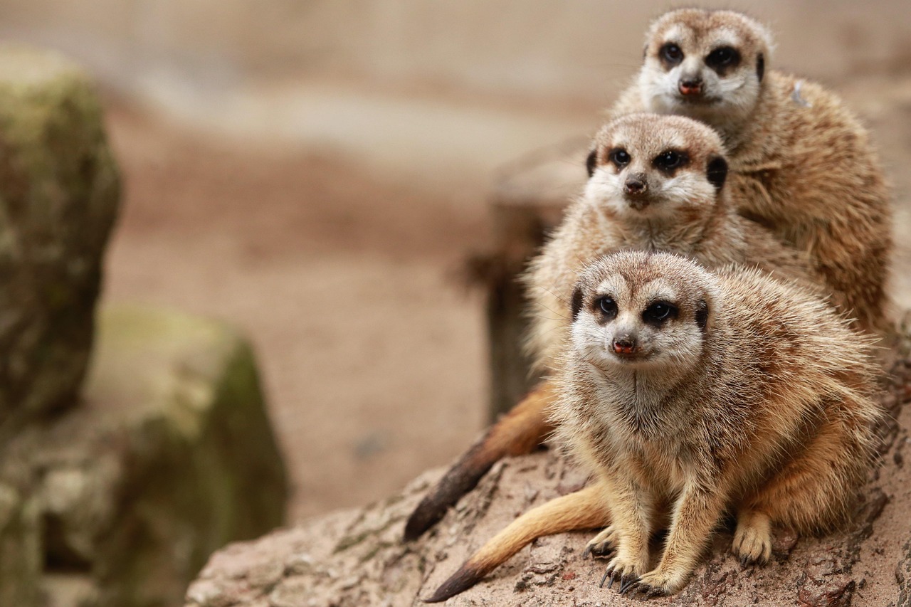 entdecken sie unvergessliche familienausflüge mit spannenden themen, die jede generation begeistern. von naturabenteuern bis hin zu kreativen workshops – erleben sie gemeinsame momente voller freude und lernen!