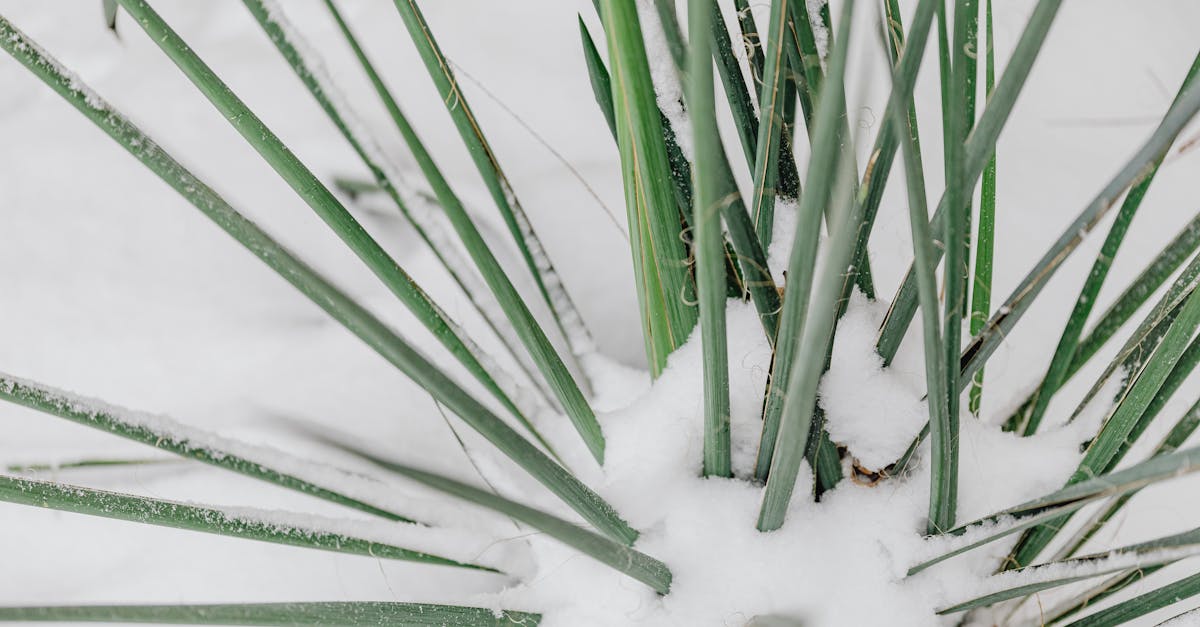 Winterzauber: Tipps für die kalte Jahreszeit