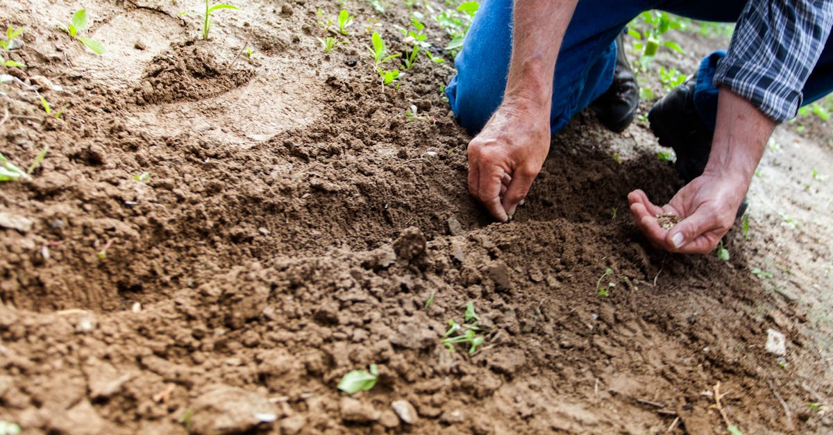 Gartenarbeit mit Kindern: Tipps für eine gemeinsame und lehrreiche Erfahrung