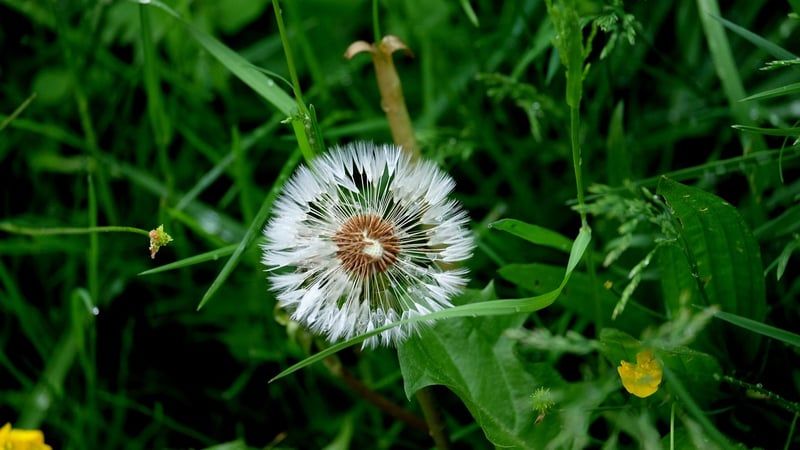 Frühling: Tipps für eine blühende Gartenpflege