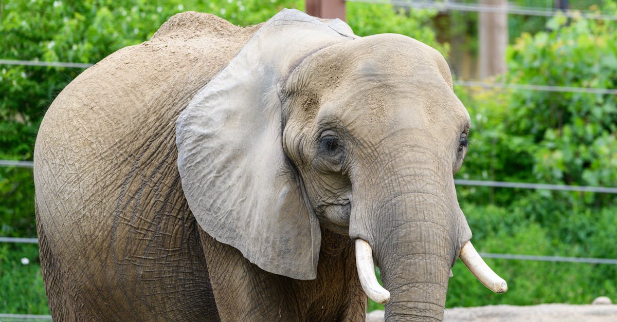 Elefantenspiele: Die besten Spiele für kleine Tierfreunde