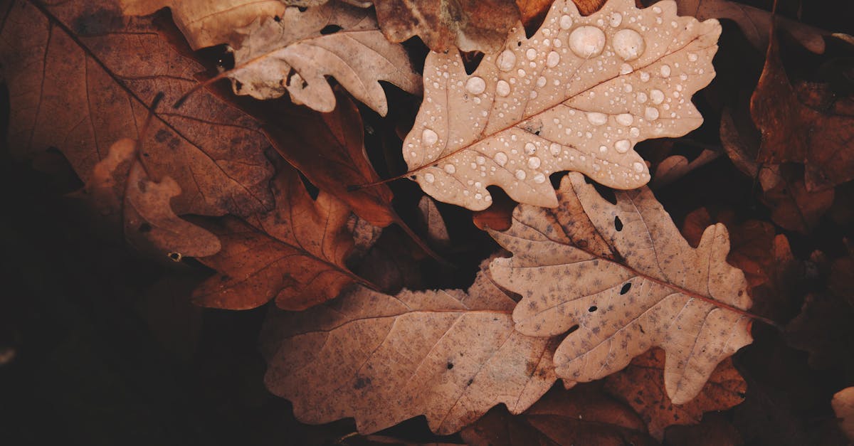 erleben sie die schönheit des herbstes mit bunten blättern, frischen erntefesten und gemütlichen abenden. tauchen sie ein in die saisonalen freuden und genießen sie die kühle, klare luft in dieser malerischen jahreszeit.