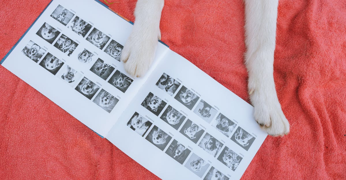 erstellen sie mit unserem memory album unvergessliche erinnerungen. halten sie besondere momente fest und gestalten sie ihr persönliches fotobuch mit einzigartigen layouts und designs.