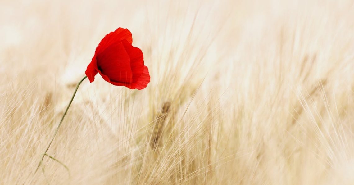 entdecken sie die bedeutung von erinnerungen und wie sie unser leben bereichern. tauchen sie ein in inspirierende geschichten und persönliche erlebnisse, die unsere vergangenheit prägen.