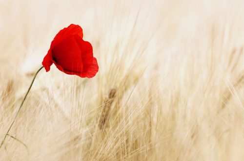 entdecken sie die bedeutung von erinnerungen und wie sie unser leben bereichern. tauchen sie ein in inspirierende geschichten und persönliche erlebnisse, die unsere vergangenheit prägen.