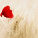 entdecken sie die bedeutung von erinnerungen und wie sie unser leben bereichern. tauchen sie ein in inspirierende geschichten und persönliche erlebnisse, die unsere vergangenheit prägen.
