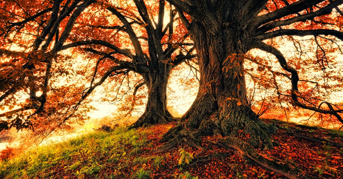 entdecken sie die faszinierenden jahreszeiten! erleben sie die schönheit des frühlings, die wärme des sommers, die farben des herbstes und die magie des winters. genießen sie die vielfalt der natur und die einzigartigen erlebnisse, die jede jahreszeit mit sich bringt.