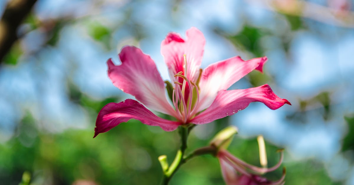 erleben sie die freude am frühjahrs-gartenbau! entdecken sie tipps und tricks für die pflege ihrer pflanzen, die besten saatzeiten und ideen für eine blühende gartensaison. bringen sie ihren garten im frühling zum blühen!