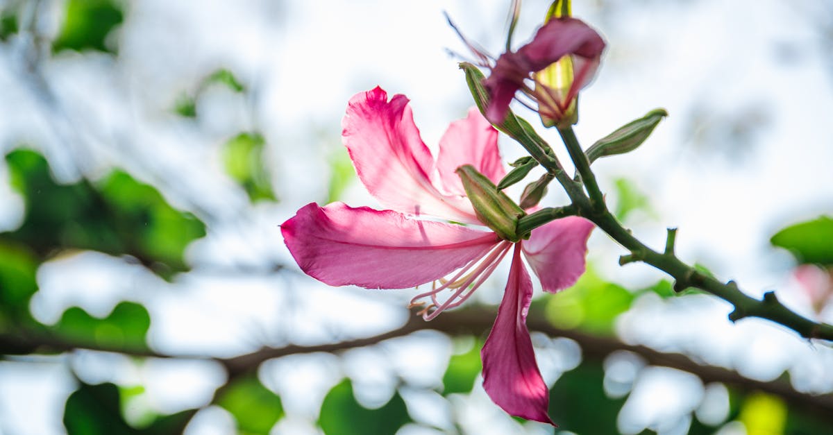 entdecken sie die besten tipps und tricks für den frühlingsgarten. erfahren sie, welche pflanzen jetzt gepflanzt werden sollten und wie sie ihren garten zum blühen bringen können!