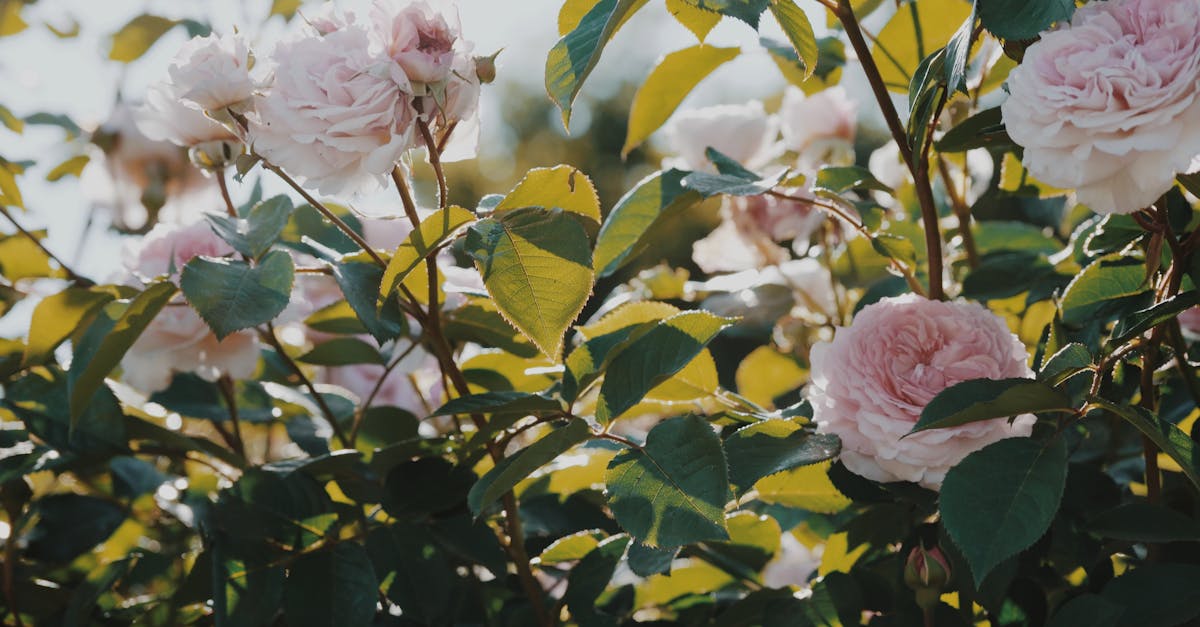 entdecken sie die besten tipps und tricks für das gartenfrühling! erfahren sie, wie sie ihren garten im frühling zum blühen bringen, pflanzen richtig setzen und pflegen können. werden sie zum gartenprofi!