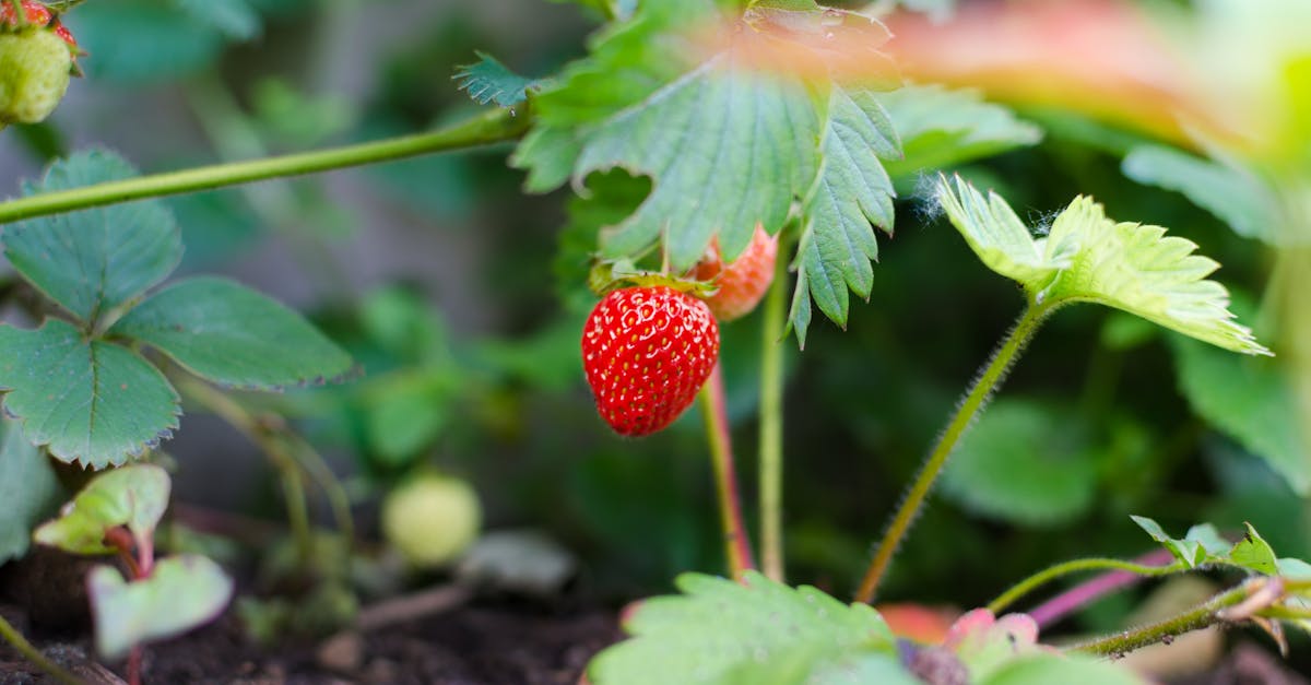 entdecken sie die besten gardening-tipps und -tricks für einen blühenden garten. von der pflanzenpflege bis zur anlagengestaltung, verwandeln sie ihren außenbereich in ein grünes paradies.