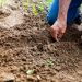 entdecken sie die welt des gärtnerns! tipps und tricks für hobbygärtner und profis, um ihren garten zum blühen zu bringen. von pflanzenpflege bis landschaftsgestaltung – alles, was sie wissen müssen, um ihre grüne oase zu gestalten.