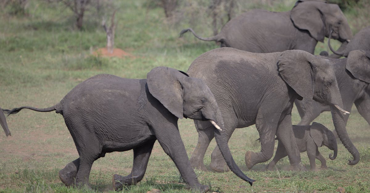 entdecken sie die faszinierende welt der elephant games – kreative und fesselnde abenteuer, die sie in aufregende geschichten eintauchen lassen. tauchen sie ein in außergewöhnliche grafiken und packende rätsel!