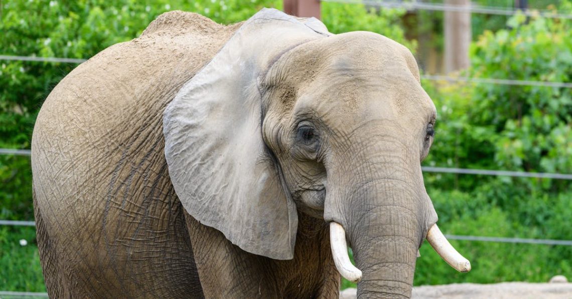entdecken sie die aufregende welt der elephant games, wo fesselnde geschichten und innovative spielmechaniken auf sie warten. tauchen sie ein in unvergessliche abenteuer und erleben sie spannende rätsel und herausforderungen. spielen sie jetzt!
