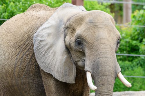 entdecken sie die aufregende welt der elephant games, wo fesselnde geschichten und innovative spielmechaniken auf sie warten. tauchen sie ein in unvergessliche abenteuer und erleben sie spannende rätsel und herausforderungen. spielen sie jetzt!