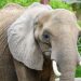 entdecken sie die aufregende welt der elephant games, wo fesselnde geschichten und innovative spielmechaniken auf sie warten. tauchen sie ein in unvergessliche abenteuer und erleben sie spannende rätsel und herausforderungen. spielen sie jetzt!